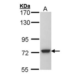 SGSH antibody from Signalway Antibody (22030) - Antibodies.com