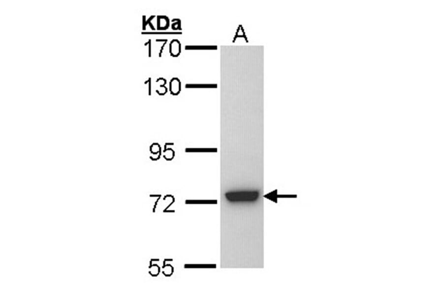 SGSH antibody from Signalway Antibody (22030) - Antibodies.com