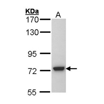 SGSH antibody from Signalway Antibody (22030) - Antibodies.com