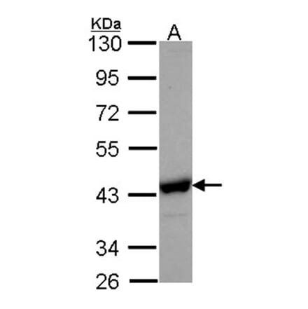 NANS antibody from Signalway Antibody (22042) - Antibodies.com