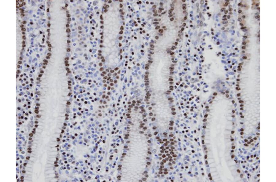 Immunohistochemistry - NANS antibody from Signalway Antibody (22042) - Antibodies.com
