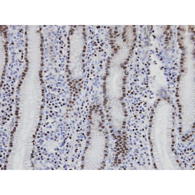 Immunohistochemistry - NANS antibody from Signalway Antibody (22042) - Antibodies.com