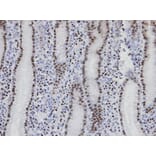 Immunohistochemistry - NANS antibody from Signalway Antibody (22042) - Antibodies.com