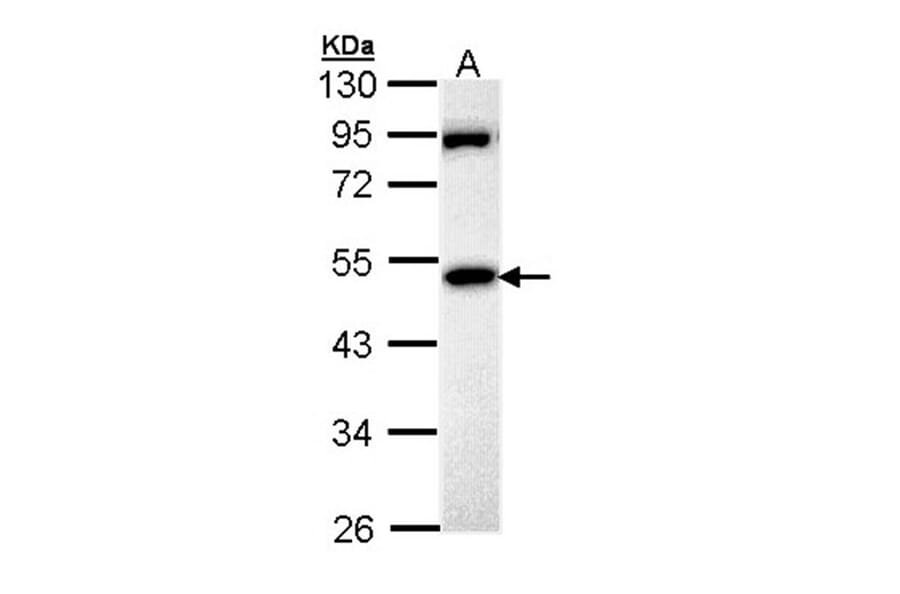 MPP1 antibody from Signalway Antibody (22186) - Antibodies.com