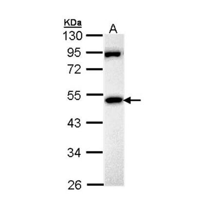MPP1 antibody from Signalway Antibody (22186) - Antibodies.com