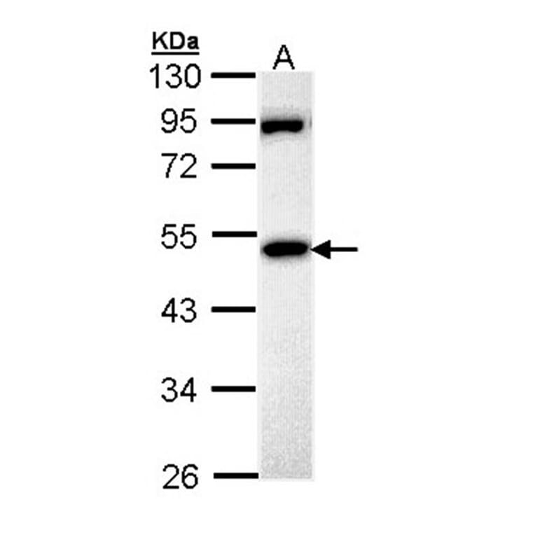 MPP1 antibody from Signalway Antibody (22186) - Antibodies.com