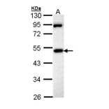 MPP1 antibody from Signalway Antibody (22186) - Antibodies.com