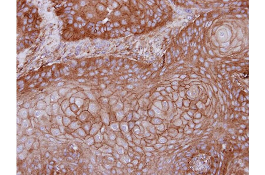 Immunohistochemistry - MPP1 antibody from Signalway Antibody (22186) - Antibodies.com