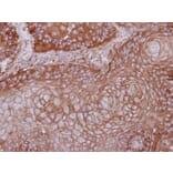 Immunohistochemistry - MPP1 antibody from Signalway Antibody (22186) - Antibodies.com