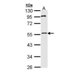 MPP1 antibody from Signalway Antibody (22187) - Antibodies.com