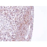 Immunohistochemistry - MPP1 antibody from Signalway Antibody (22187) - Antibodies.com