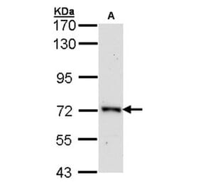 ORC2 antibody from Signalway Antibody (22192) - Antibodies.com