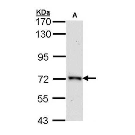 ORC2 antibody from Signalway Antibody (22192) - Antibodies.com