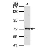 ORC2 antibody from Signalway Antibody (22192) - Antibodies.com