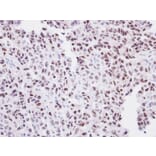 Immunohistochemistry - ORC2 antibody from Signalway Antibody (22192) - Antibodies.com