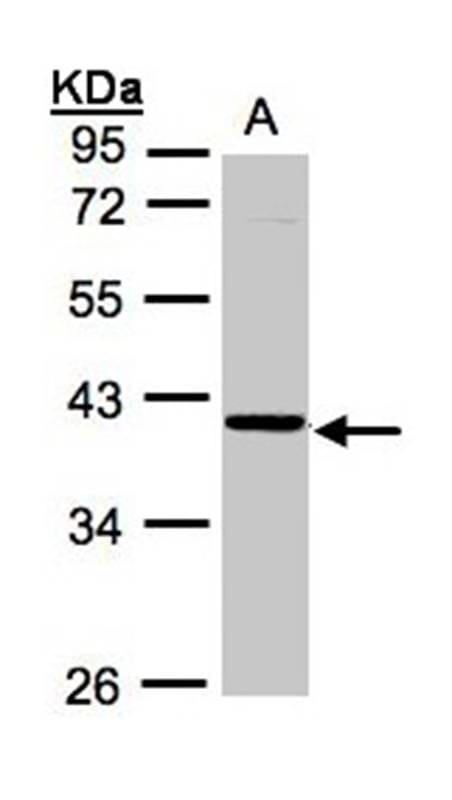 Sample (30ug whole cell lysate) A43110% SDS PAGE Primary antibody diluted at 1: 1000