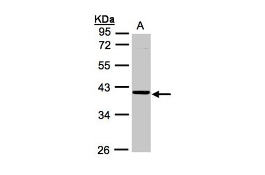 ASB4 antibody from Signalway Antibody (22205) - Antibodies.com