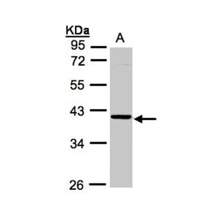 ASB4 antibody from Signalway Antibody (22205) - Antibodies.com