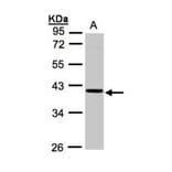 ASB4 antibody from Signalway Antibody (22205) - Antibodies.com
