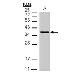 MDH2 antibody from Signalway Antibody (22270) - Antibodies.com