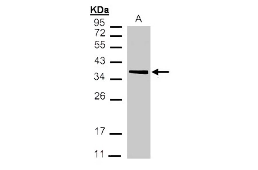 MDH2 antibody from Signalway Antibody (22270) - Antibodies.com