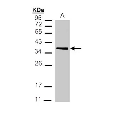 MDH2 antibody from Signalway Antibody (22270) - Antibodies.com