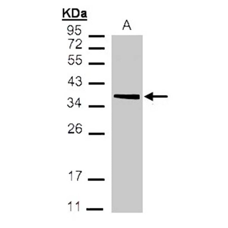 MDH2 antibody from Signalway Antibody (22270) - Antibodies.com