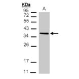 MDH2 antibody from Signalway Antibody (22270) - Antibodies.com