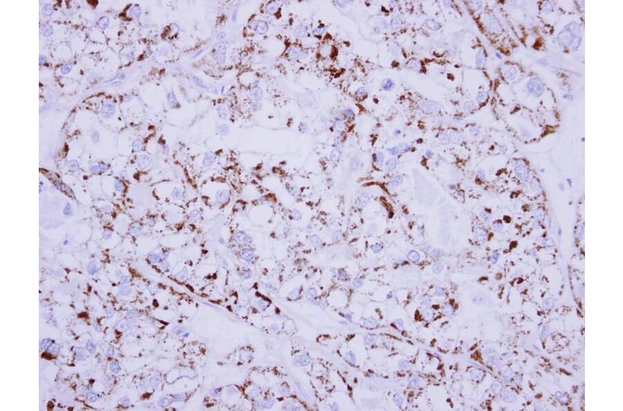 Immunohistochemistry - MDH2 antibody from Signalway Antibody (22270) - Antibodies.com