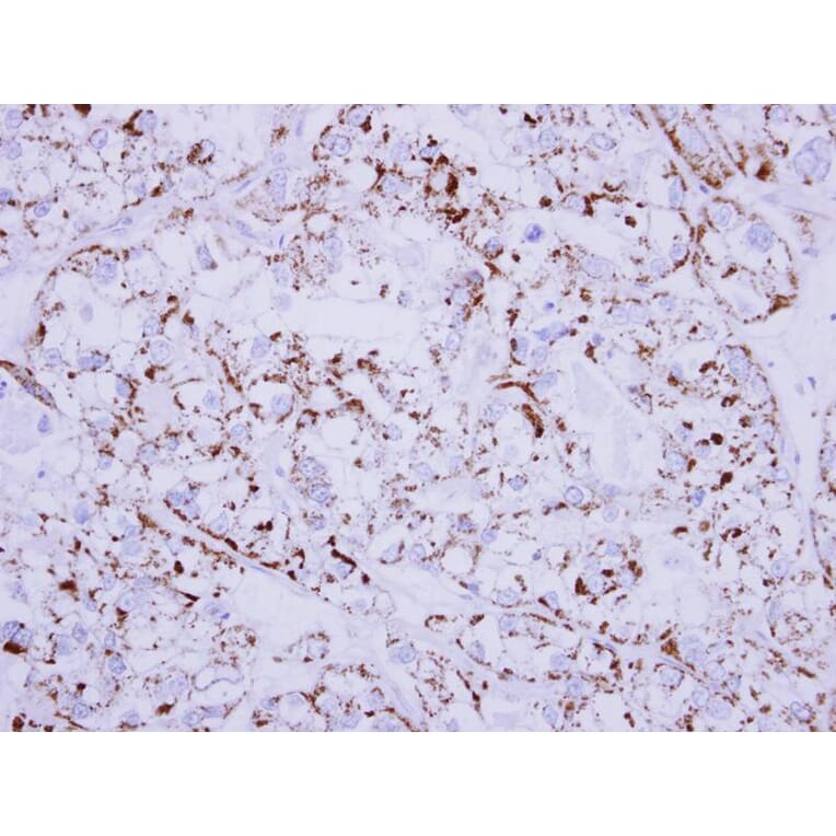 Immunohistochemistry - MDH2 antibody from Signalway Antibody (22270) - Antibodies.com