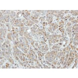 Immunohistochemistry - Edc3 antibody from Signalway Antibody (22272) - Antibodies.com