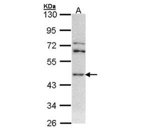 ASS1 antibody from Signalway Antibody (22288) - Antibodies.com