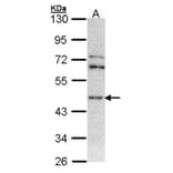 ASS1 antibody from Signalway Antibody (22288) - Antibodies.com