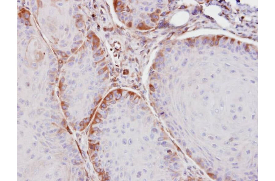Immunohistochemistry - ASS1 antibody from Signalway Antibody (22288) - Antibodies.com
