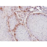 Immunohistochemistry - ASS1 antibody from Signalway Antibody (22288) - Antibodies.com