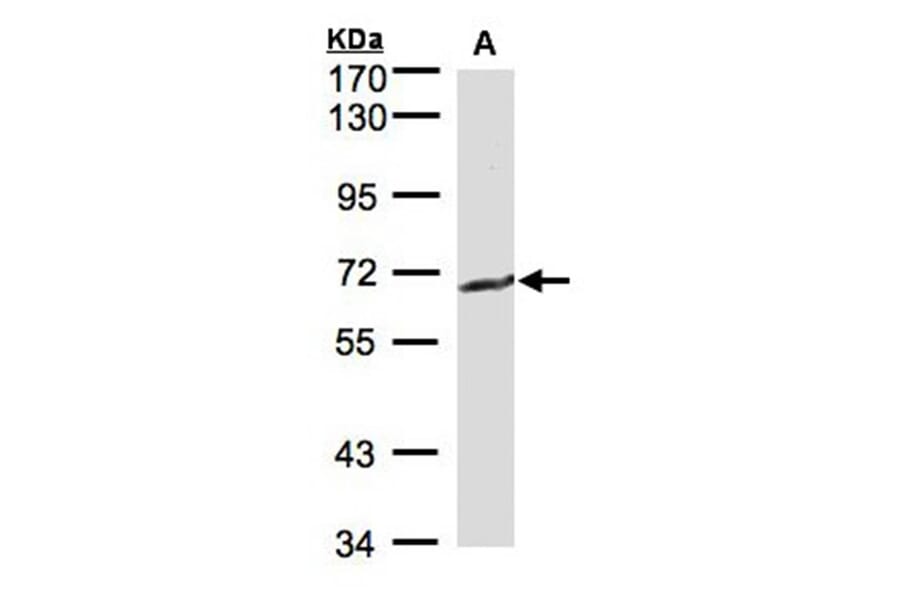 GGT1 antibody from Signalway Antibody (22307) - Antibodies.com
