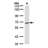 GGT1 antibody from Signalway Antibody (22307) - Antibodies.com
