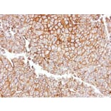 Immunohistochemistry - GGT1 antibody from Signalway Antibody (22307) - Antibodies.com
