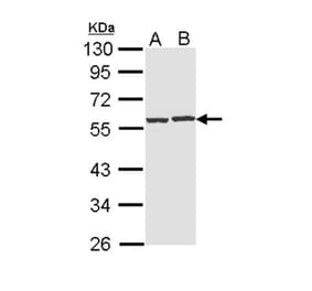 CAP1 antibody from Signalway Antibody (22330) - Antibodies.com