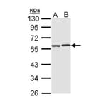 CAP1 antibody from Signalway Antibody (22330) - Antibodies.com