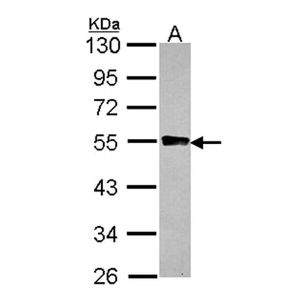 GYG2 antibody from Signalway Antibody (22338) - Antibodies.com