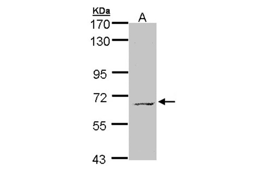 MPP3 antibody from Signalway Antibody (22349) - Antibodies.com