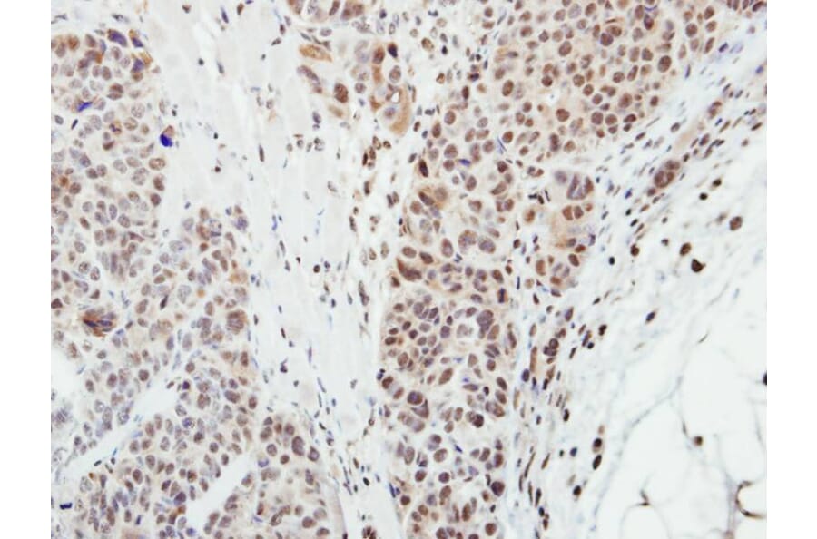Immunohistochemistry - MPP3 antibody from Signalway Antibody (22349) - Antibodies.com