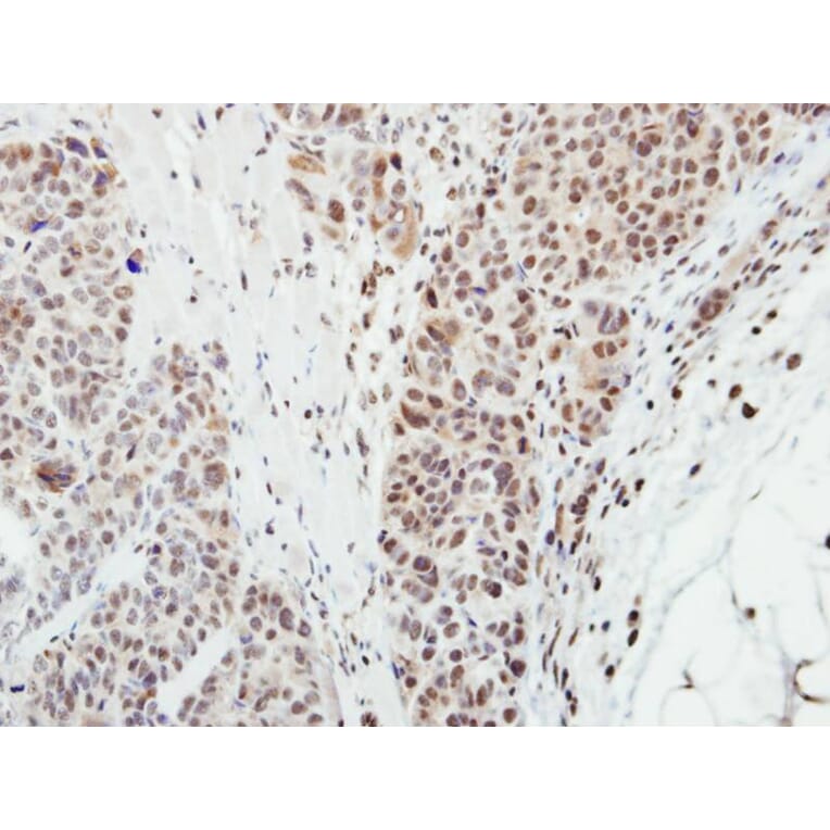 Immunohistochemistry - MPP3 antibody from Signalway Antibody (22349) - Antibodies.com