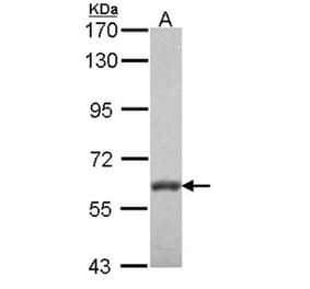 VAM1 antibody from Signalway Antibody (22472) - Antibodies.com
