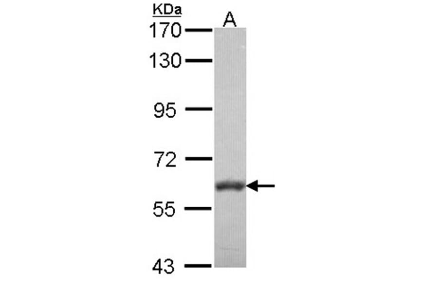 VAM1 antibody from Signalway Antibody (22472) - Antibodies.com