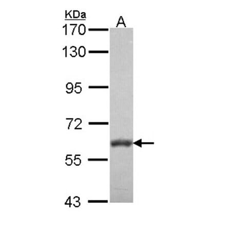 VAM1 antibody from Signalway Antibody (22472) - Antibodies.com