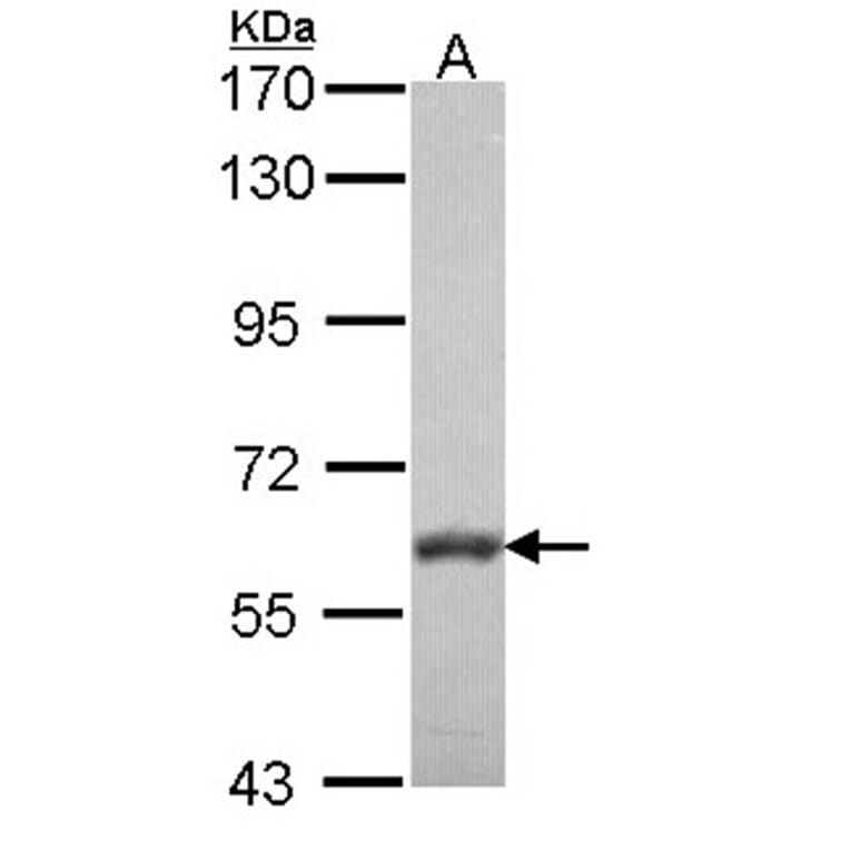 VAM1 antibody from Signalway Antibody (22472) - Antibodies.com