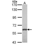 VAM1 antibody from Signalway Antibody (22472) - Antibodies.com