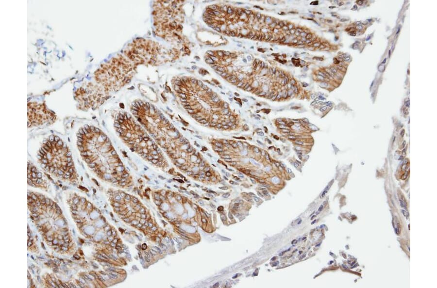 Immunohistochemistry - VAM1 antibody from Signalway Antibody (22472) - Antibodies.com
